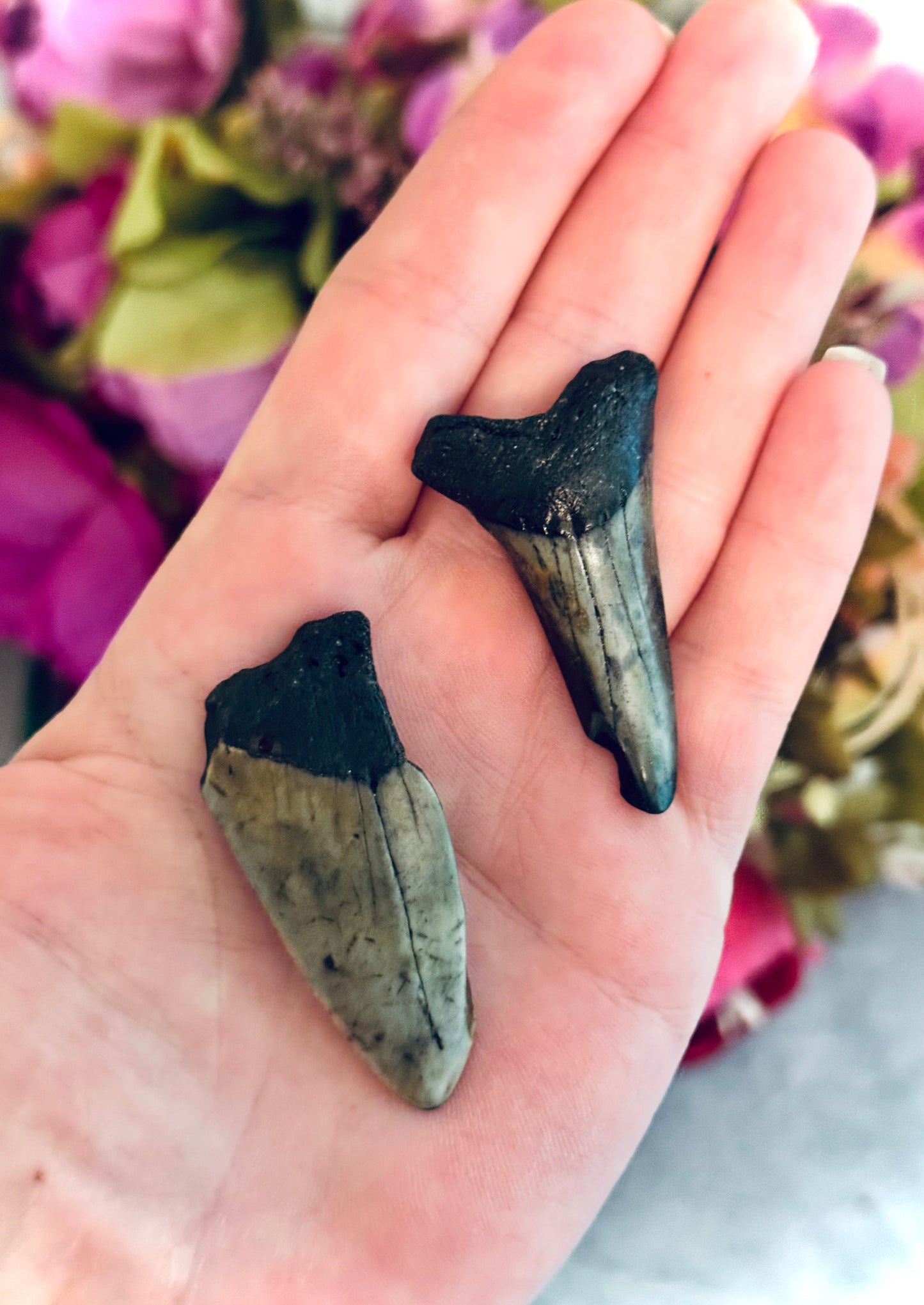 Small Megaladon Teeth Fossils, Paleontology Gift, Fossil Gift