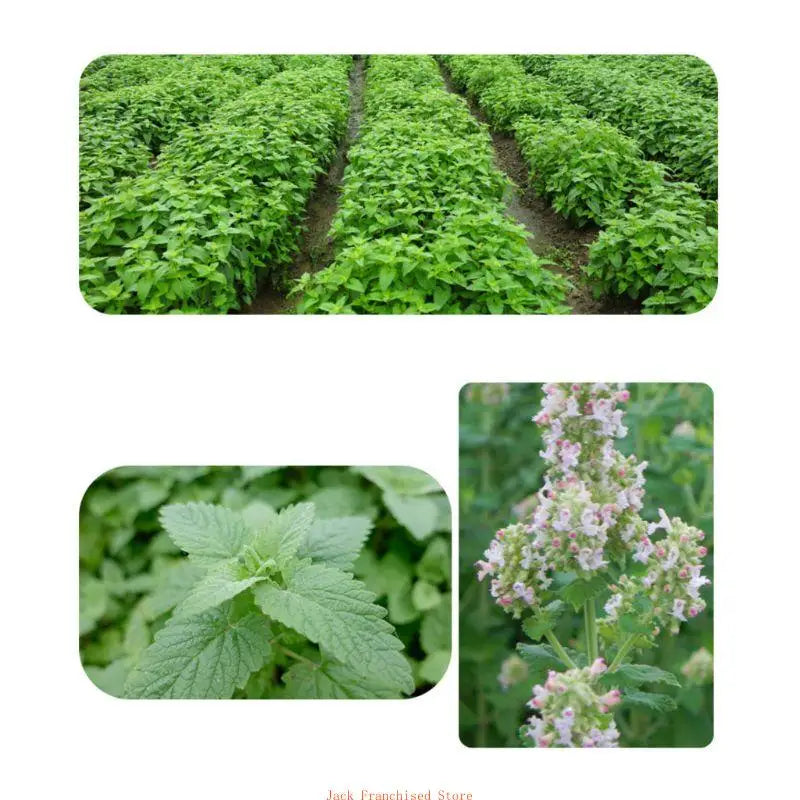 High Quality Catnip Dried Mint Leaves for Cat Little Kitten Dental Care Clean