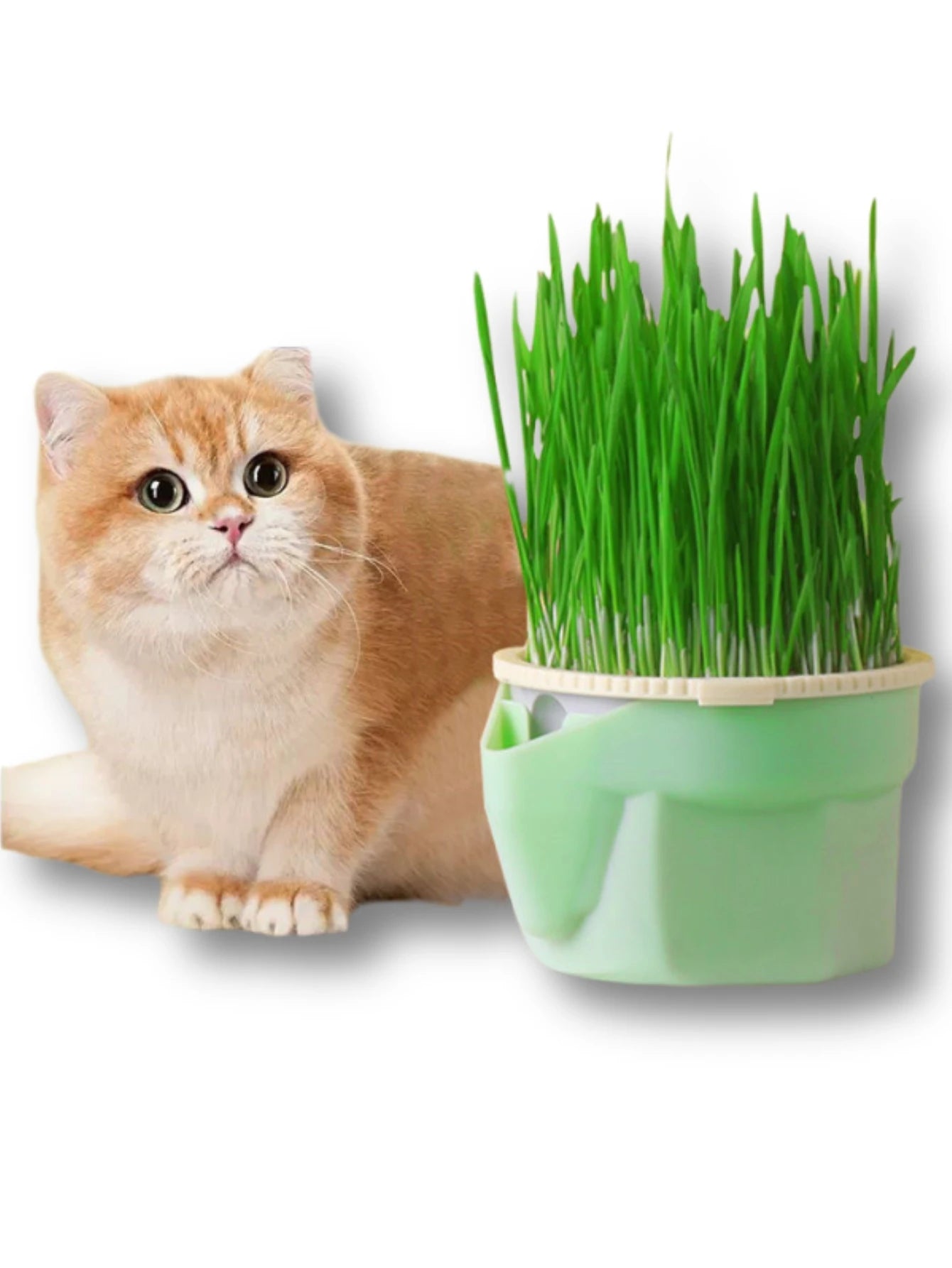 Hierarchical Design Cat Grass Cultivation Cup with Soilless Cultivation Reusable Catnip Growing Container Seed Germination Tray