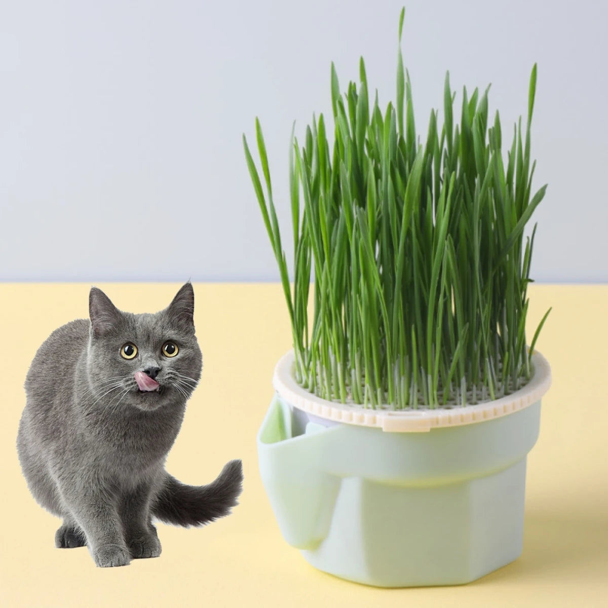 Hierarchical Design Cat Grass Cultivation Cup with Soilless Cultivation Reusable Catnip Growing Container Seed Germination Tray